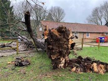 Significant tree has fallen